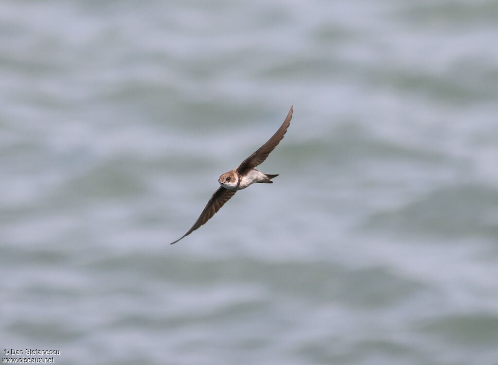 Sand Martinadult, Flight