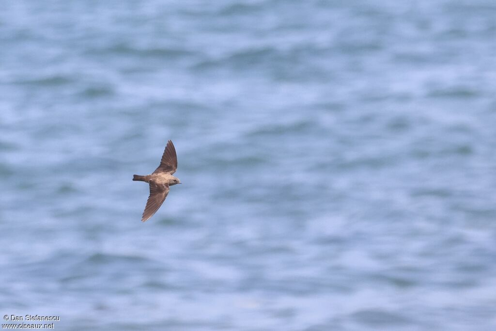 Hirondelle paludicole