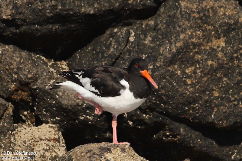 Eurasian Oystercatcheradult