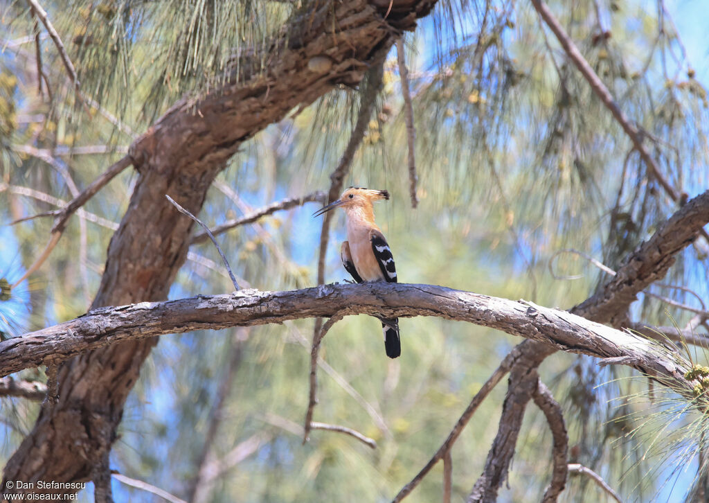 Huppe de Madagascaradulte
