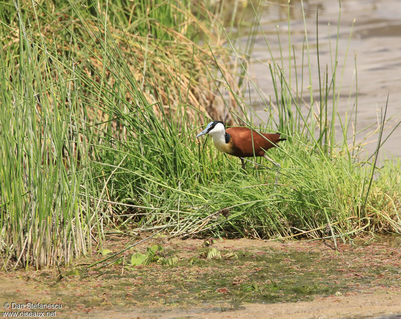 Jacana à poitrine doréeadulte