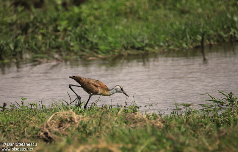 Jacana à poitrine doréeimmature