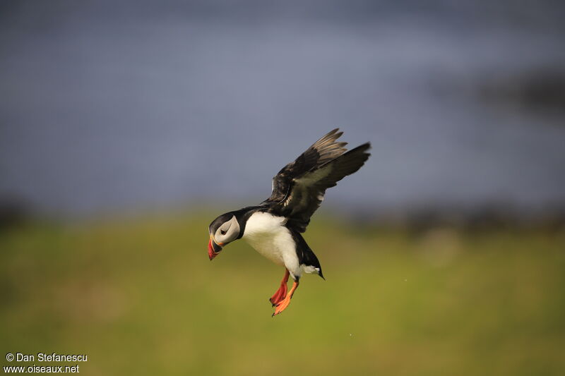 Atlantic Puffinadult breeding, Flight