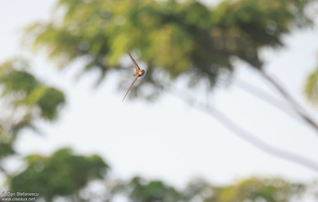 Martinet des palmesadulte, Vol