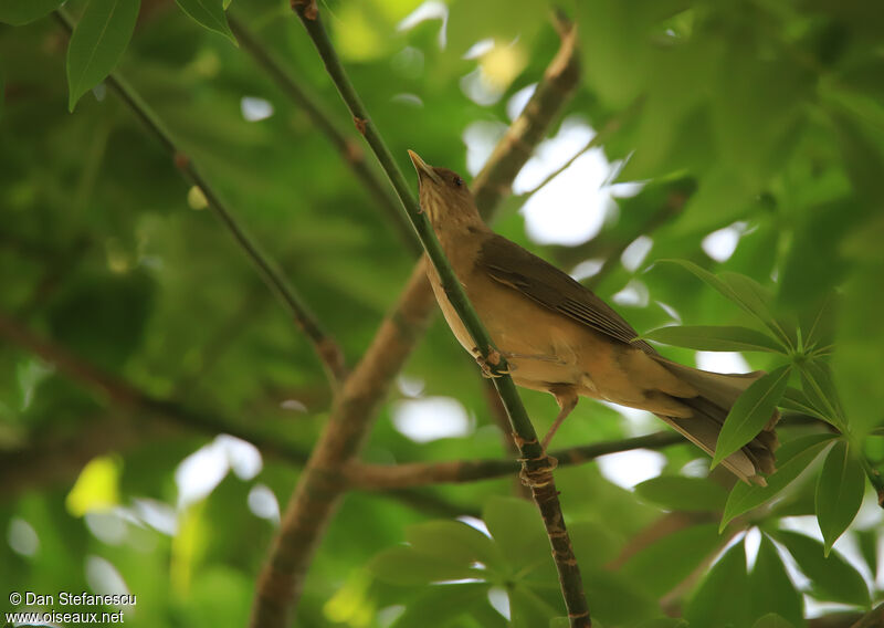 Clay-colored Thrushadult