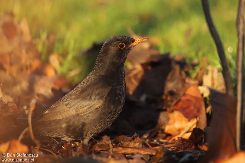 Common Blackbird male, walking