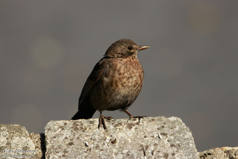 Common Blackbirdjuvenile