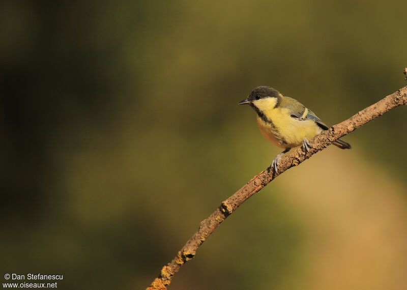 Mésange charbonnièrejuvénile