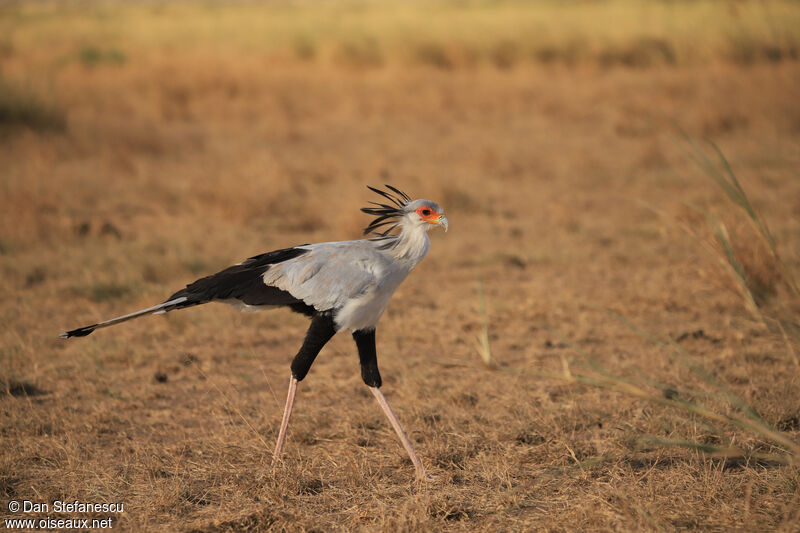 Secretarybirdadult, walking