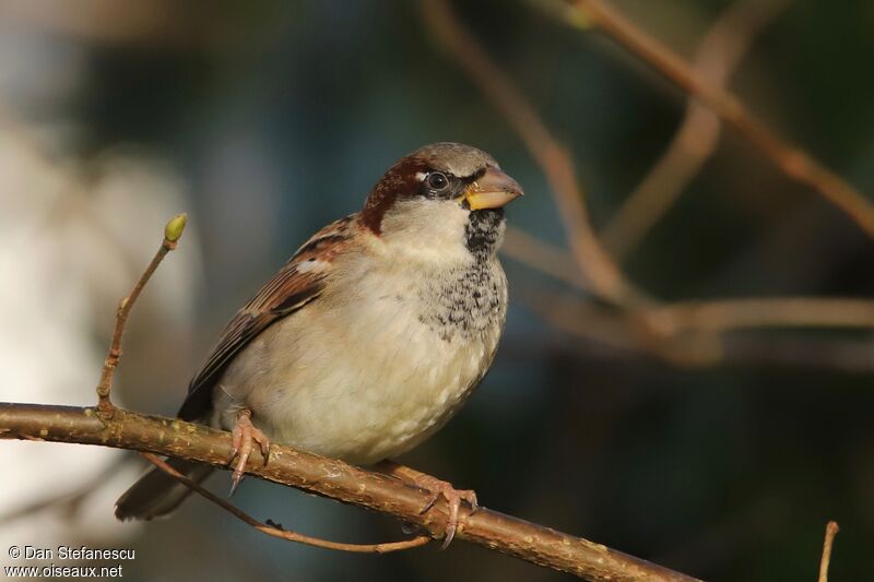House Sparrow male adult breeding