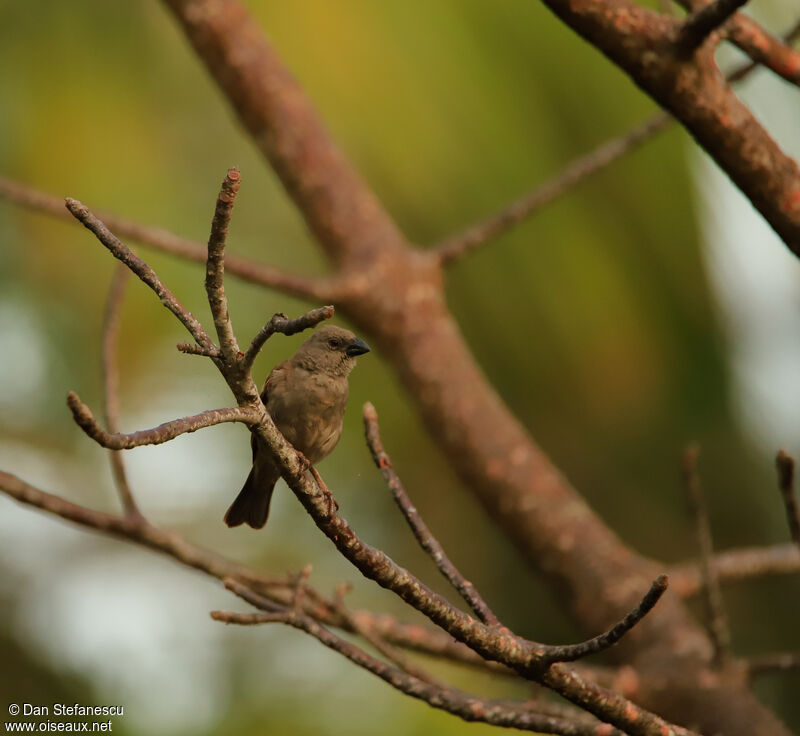 Parrot-billed Sparrowadult