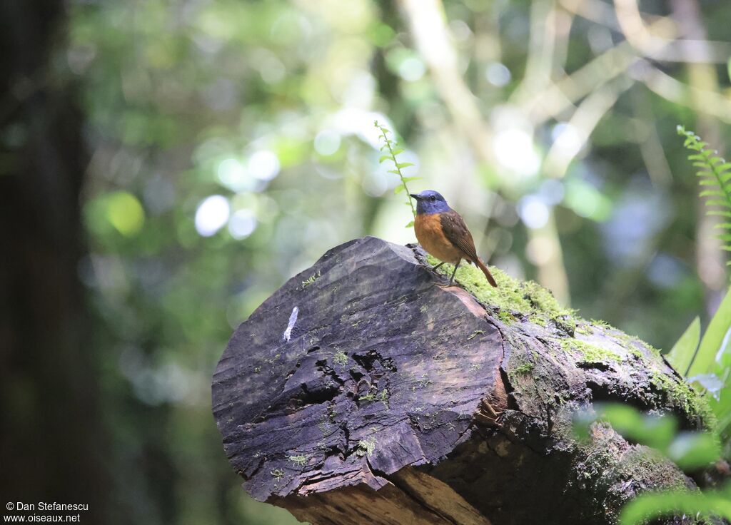 Amber Mountain Rock Thrush male adult