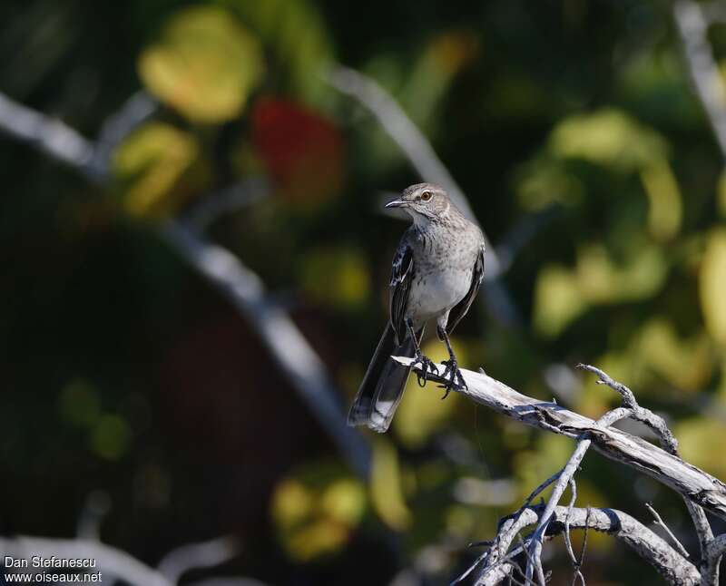 Bahama Mockingbird, identification