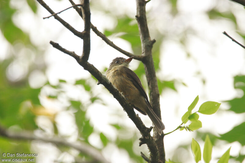 Lesser Antillean Peweeadult