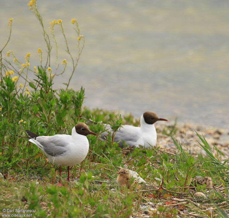 Mouette rieusePoussin