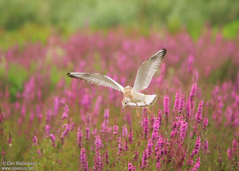 Mouette rieusejuvénile, Vol