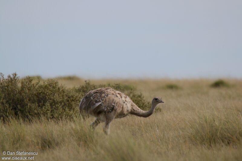 Lesser Rheaadult, walking