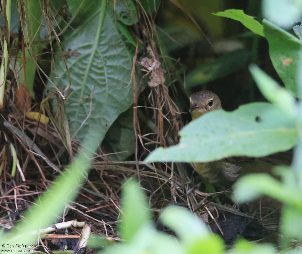 Nésille malgacheadulte, portrait