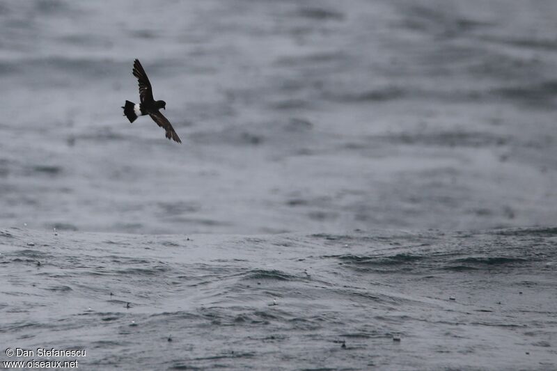 Wilson's Storm Petreladult, Flight