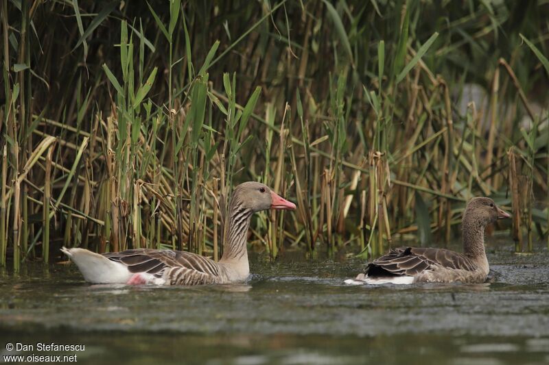 Greylag Gooseadult, swimming