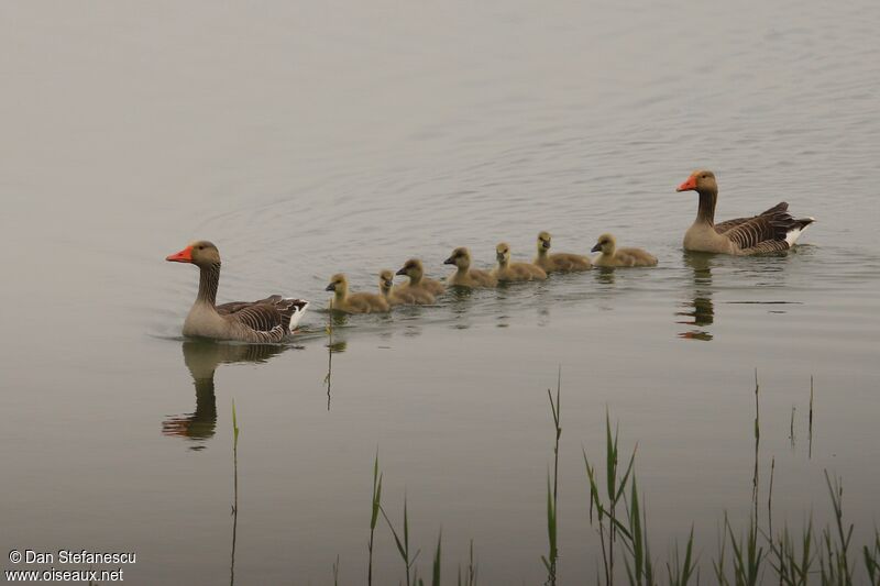 Greylag GoosePoussin