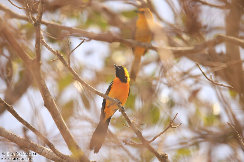 Hooded Oriole male adult