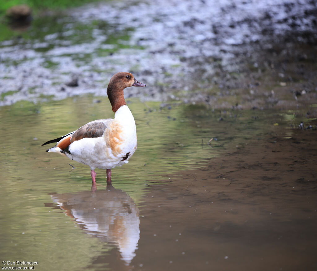 Egyptian Goose