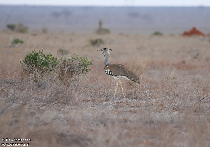 Kori Bustard male adult, walking