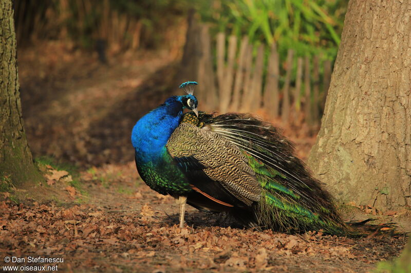 Indian Peafowl male adult