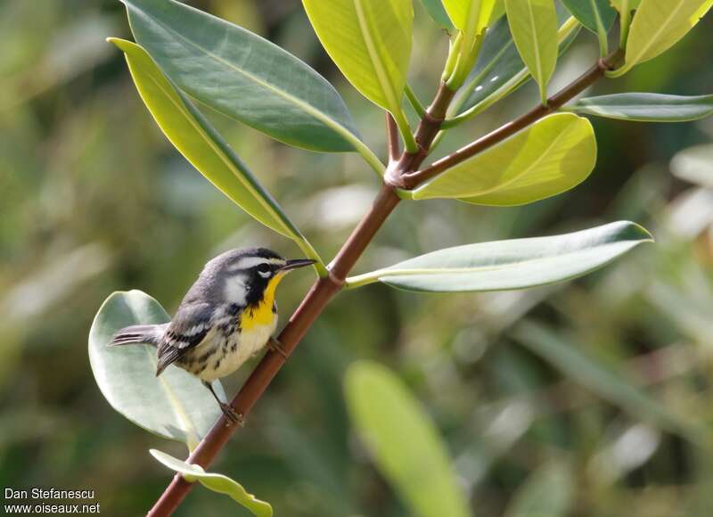 Yellow-throated Warbleradult, habitat, pigmentation