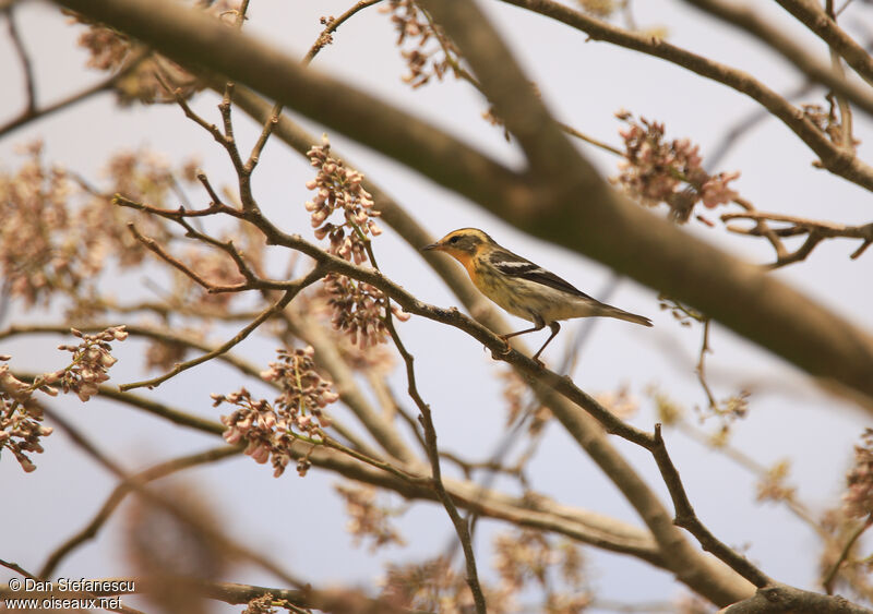 Blackburnian Warbleradult