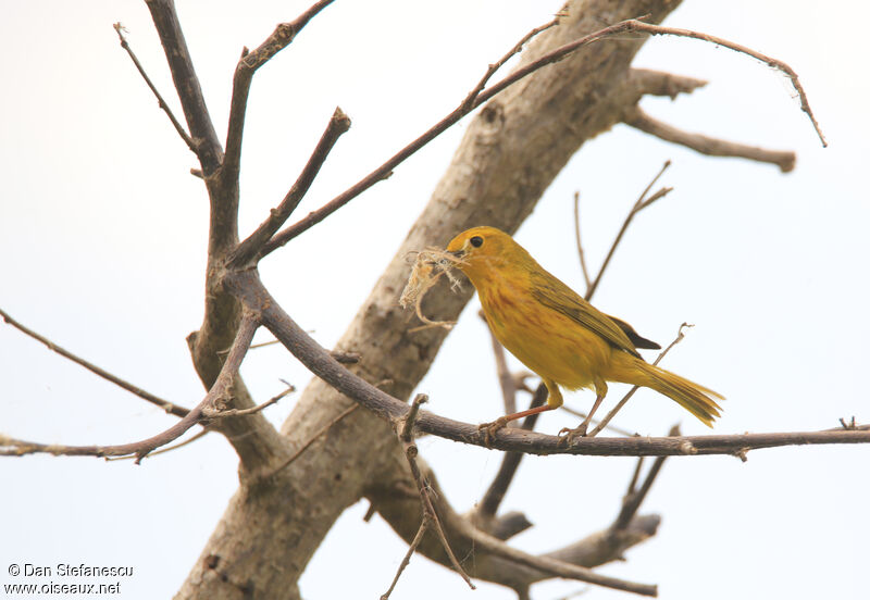 Mangrove Warbleradult, Reproduction-nesting