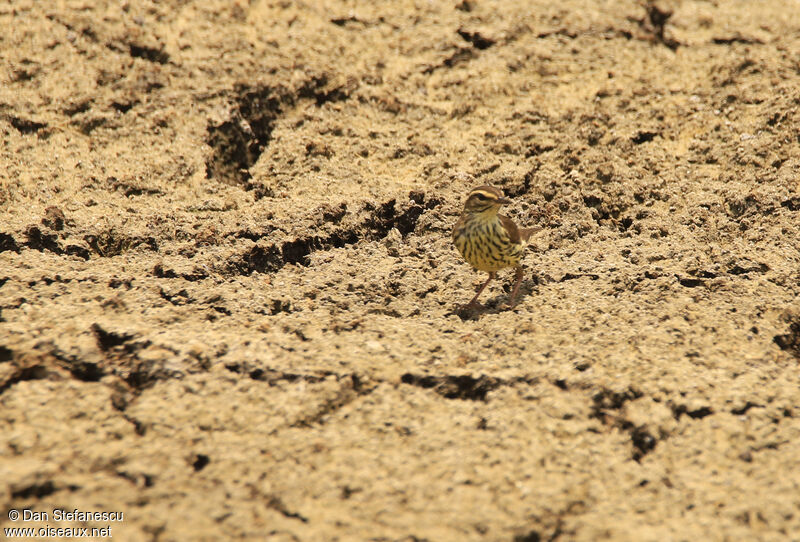 Paruline des ruisseauxadulte