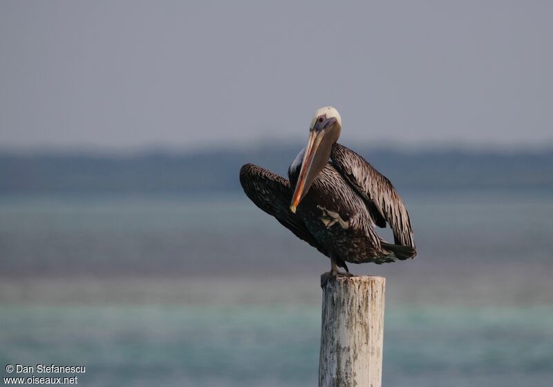 Brown Pelicanadult post breeding