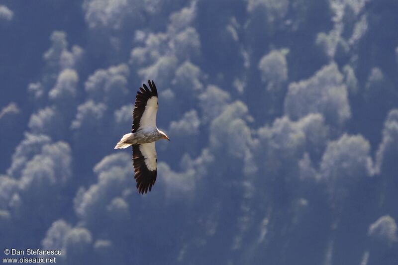 Egyptian Vultureadult, Flight