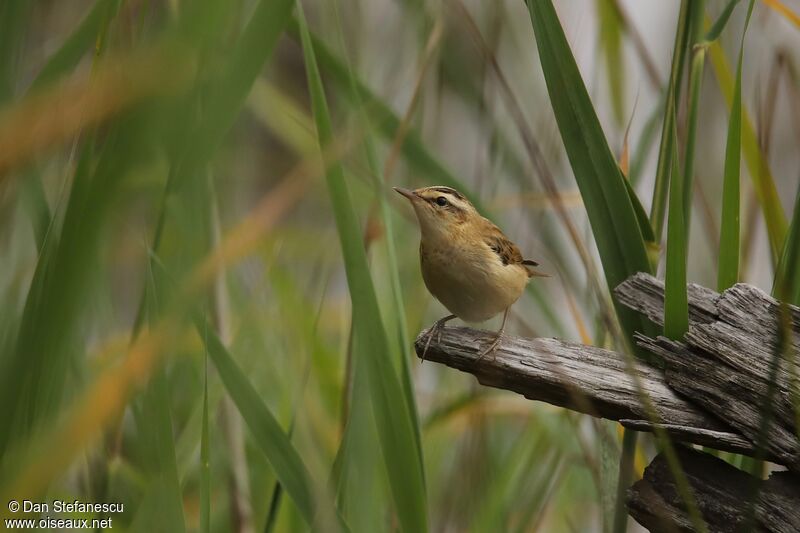 Sedge Warbleradult