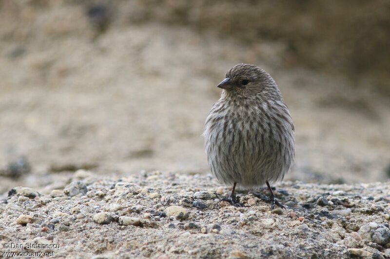 Ash-breasted Sierra Finchadult, walking