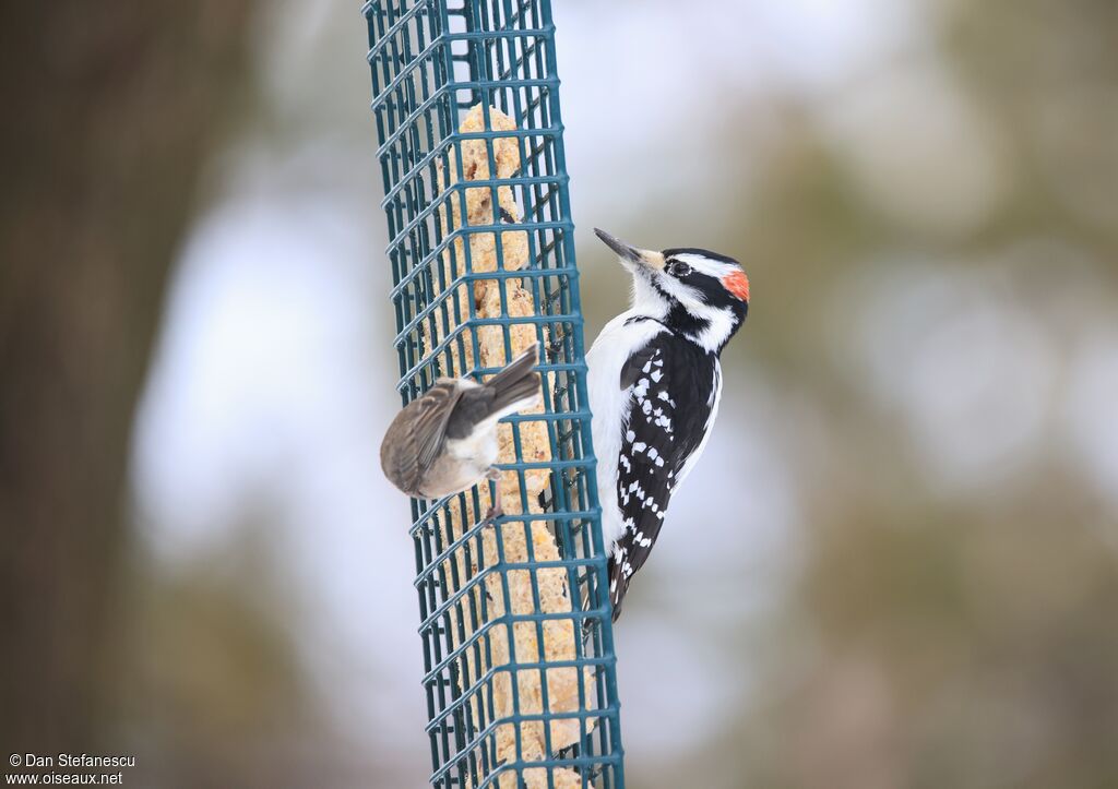Pic chevelu mâle adulte, mange