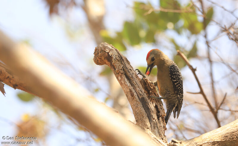 Yucatan Woodpecker male adult, eats