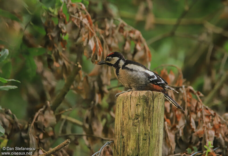 Great Spotted Woodpeckerjuvenile, Reproduction-nesting