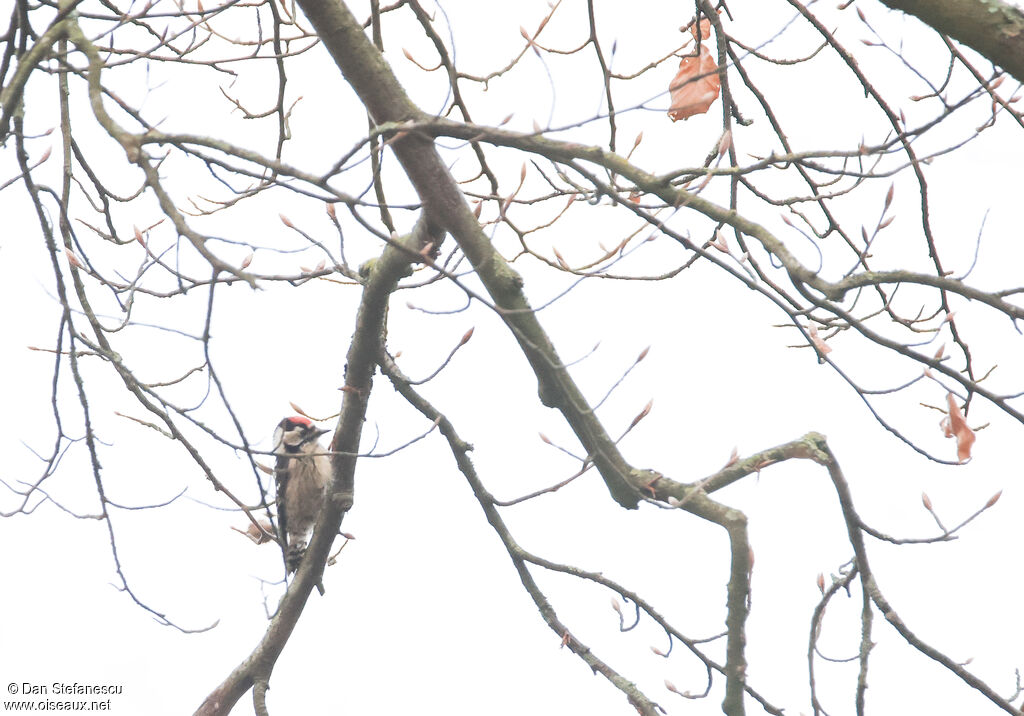 Pic épeichette mâle adulte