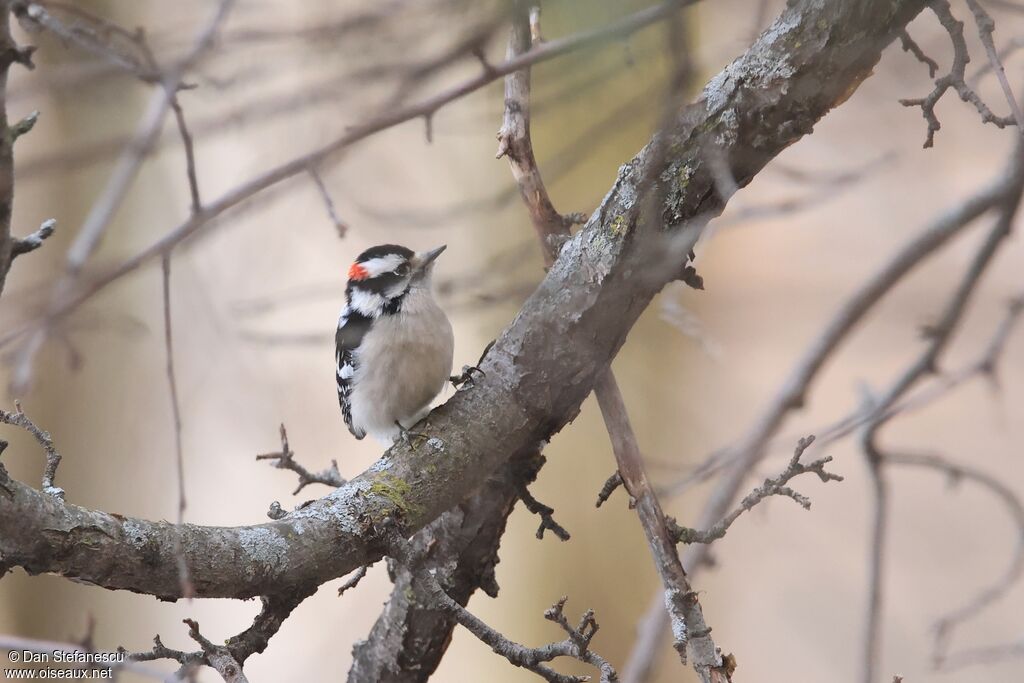 Pic mineur mâle adulte