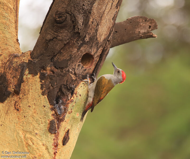 Eastern Grey Woodpecker male adult