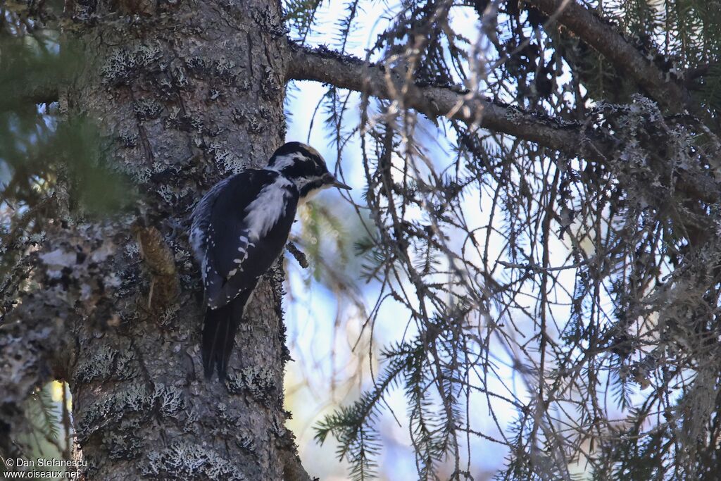 Pic tridactyle mâle adulte