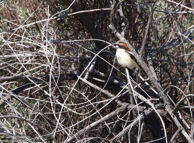 Woodchat Shrike female adult