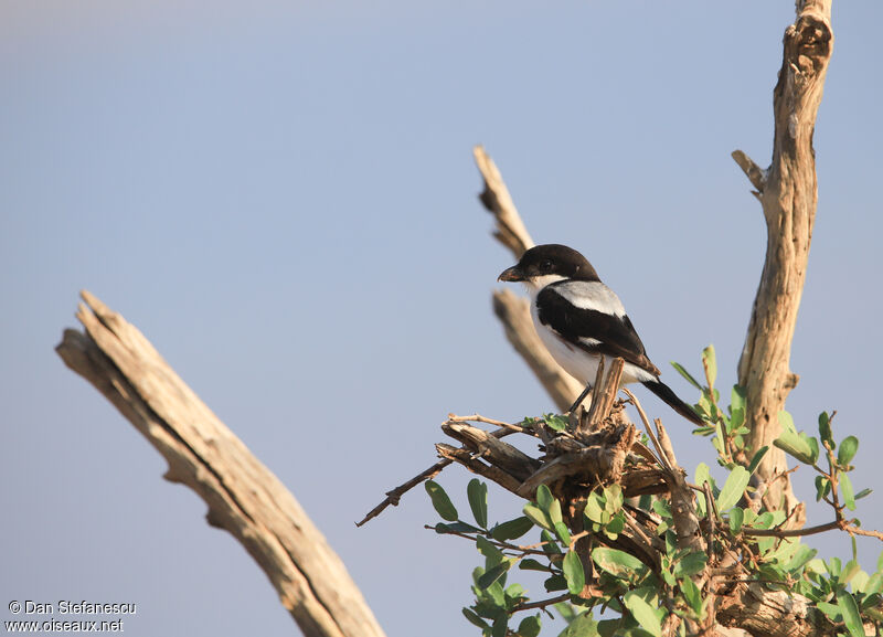 Taita Fiscaladult