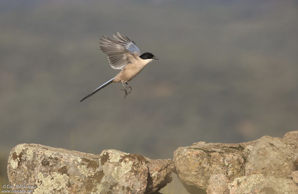 Pie ibérique (Pie-bleue ibérique)adulte, Vol
