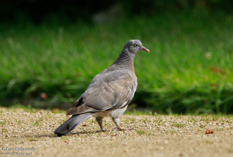 Pigeon ramierjuvénile