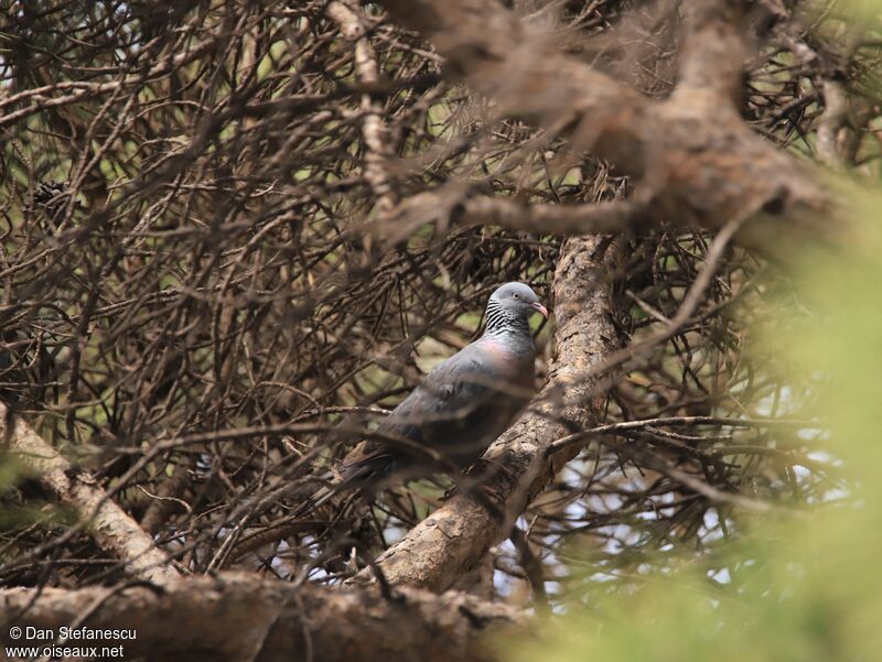 Trocaz Pigeonadult