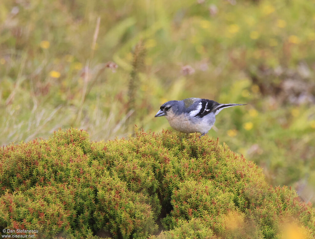 Pinson des Açores mâle adulte